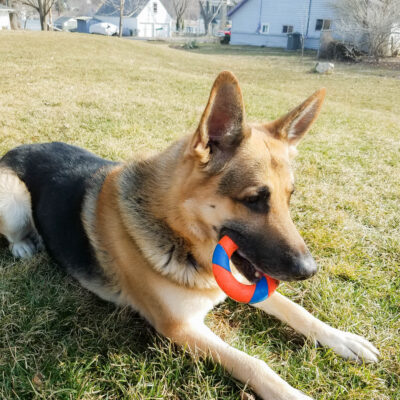 Fun Things to Do with Your Dog at Home