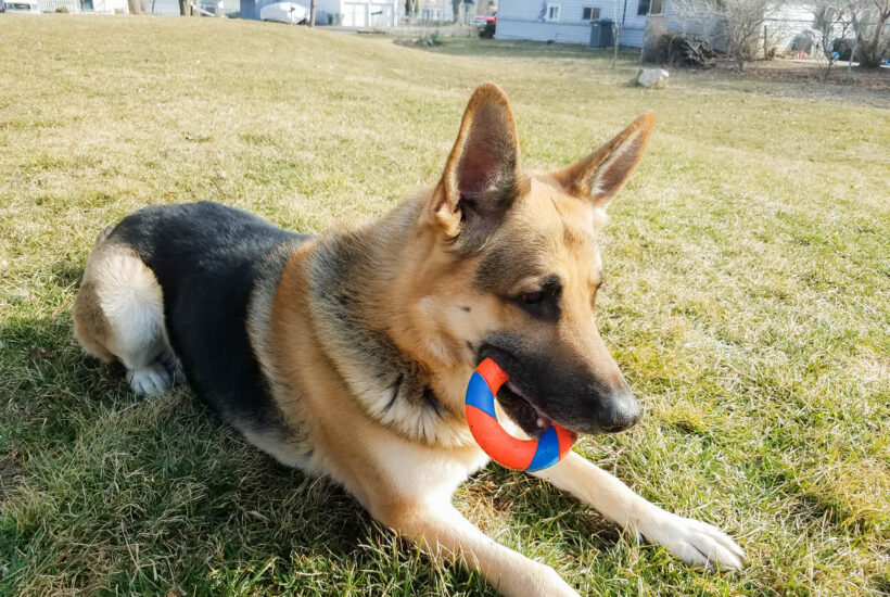 Fun Things to Do with Your Dog at Home