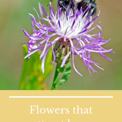 What Kind of Flowers Attract Bees