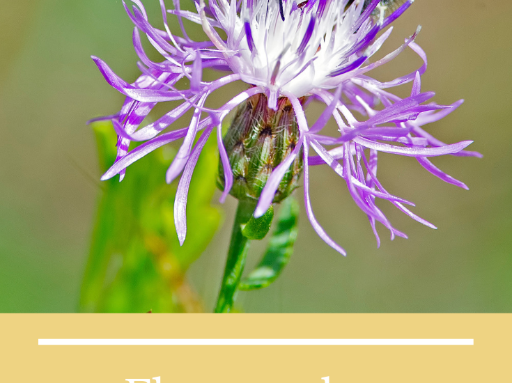 What Kind of Flowers Attract Bees