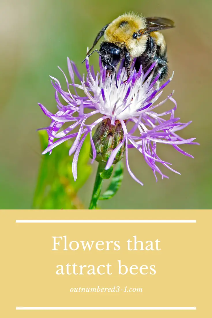 What Kind of Flowers Attract Bees