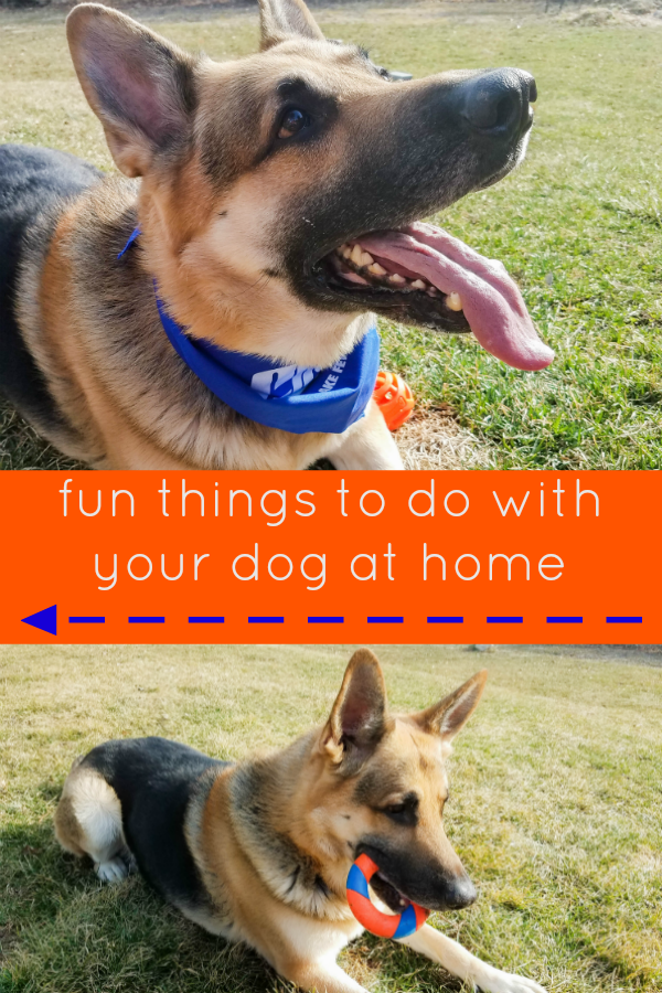 fun things to do with your dog at home