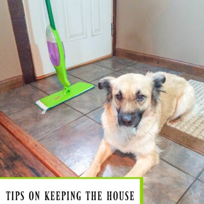 tips for keeping the house clean with multiple dogs