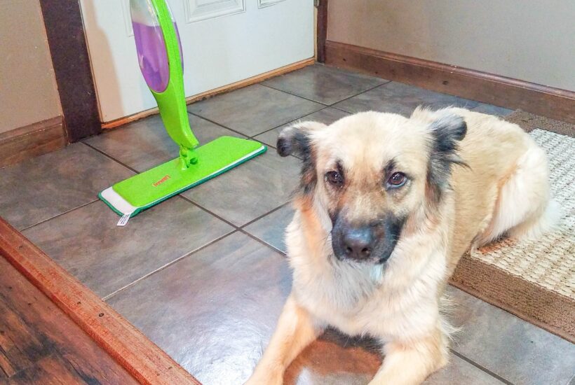 tips for keeping the house clean with multiple dogs