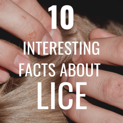 10 Interesting Facts About Lice