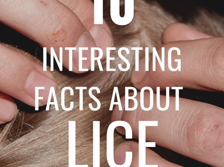 10 Interesting Facts About Lice