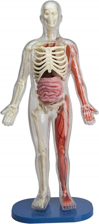 The Squishy Human Body is the STEAM Book Set Kids WANT!