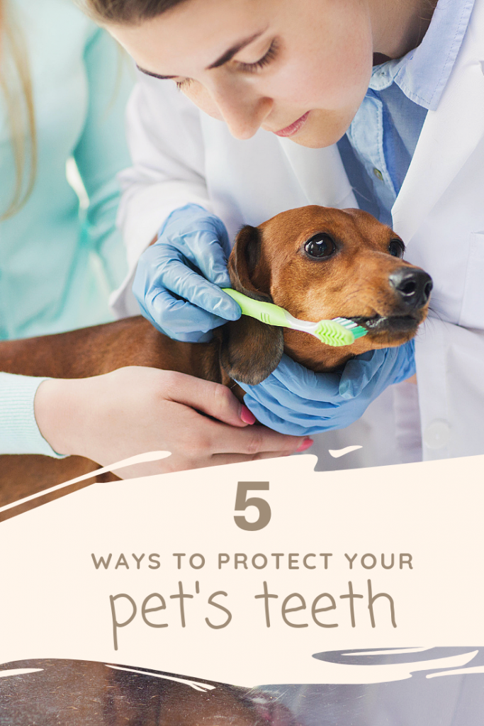 Ways to Protect Your Pet’s Teeth