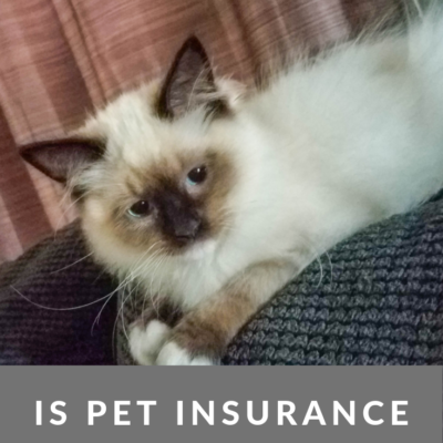 Is Pet Insurance Worth It