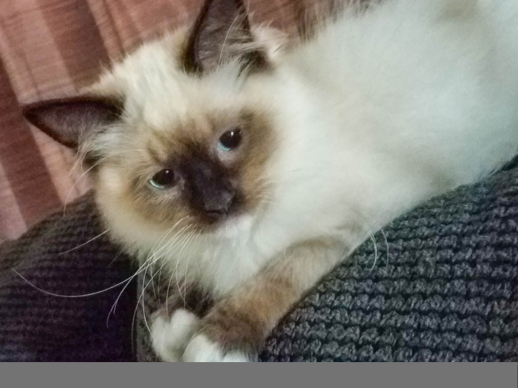 Is Pet Insurance Worth It