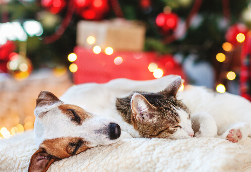 Christmas Safety Tips For Pet Owners