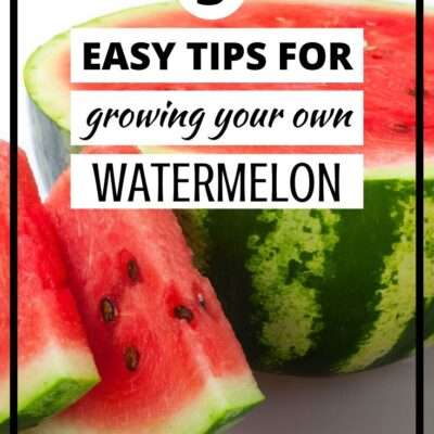 Tips for Growing Watermelon