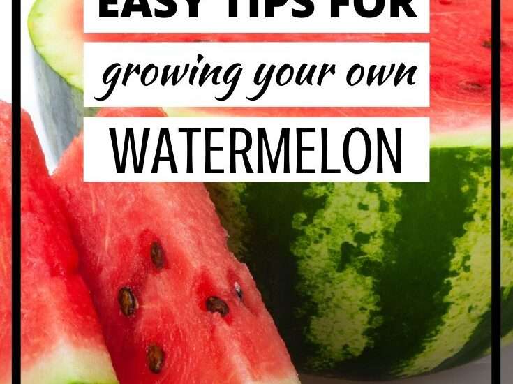 Tips for Growing Watermelon