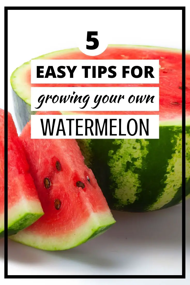 Tips for Growing Watermelon