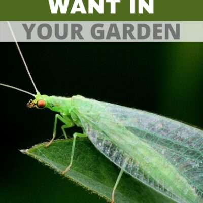 5 insects to welcome to your garden