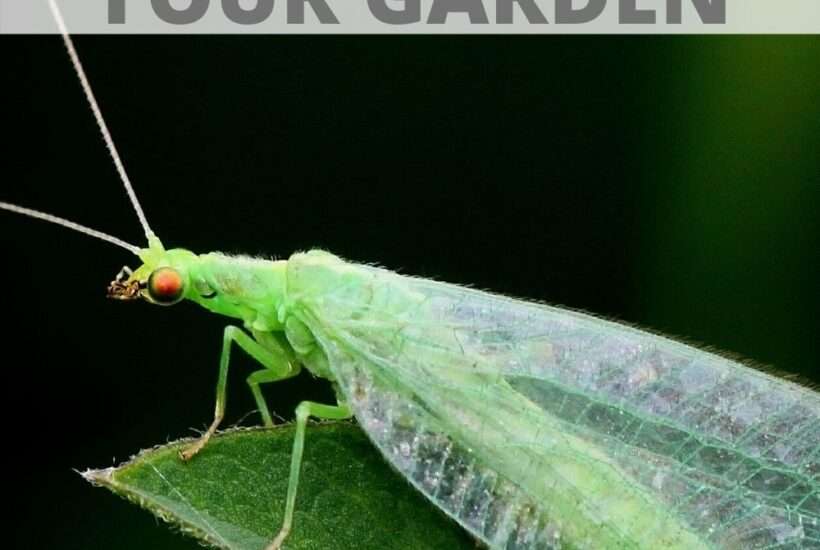 5 insects to welcome to your garden