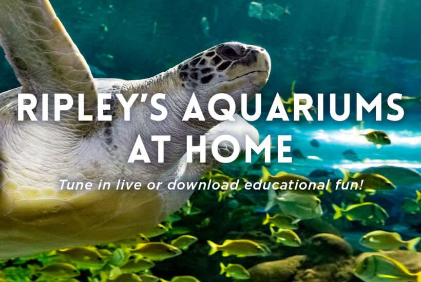 FREE Educational Programming From Ripley's