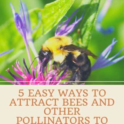 How to Attract Pollinators to Your Garden