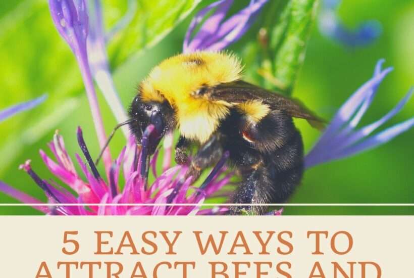 How to Attract Pollinators to Your Garden