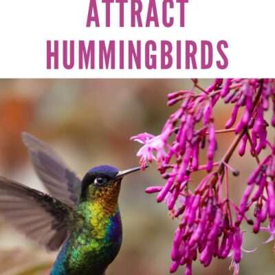 Plants to Attract Hummingbirds