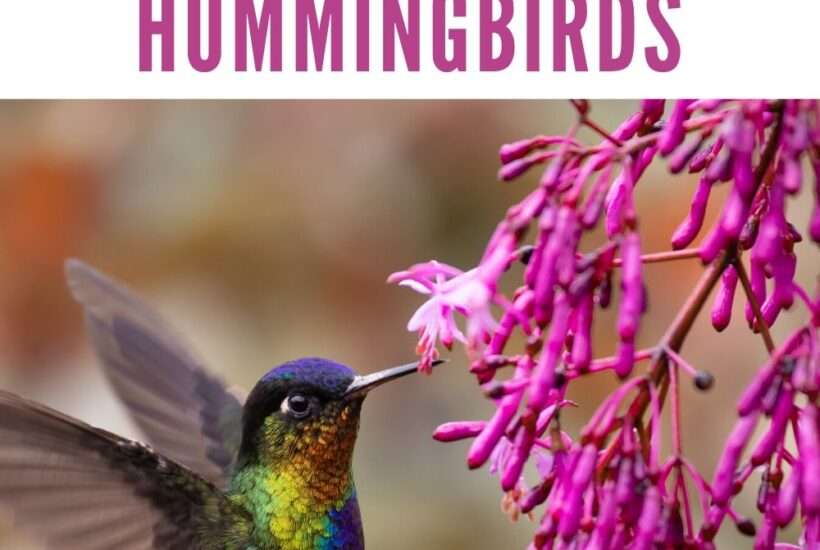 Plants to Attract Hummingbirds
