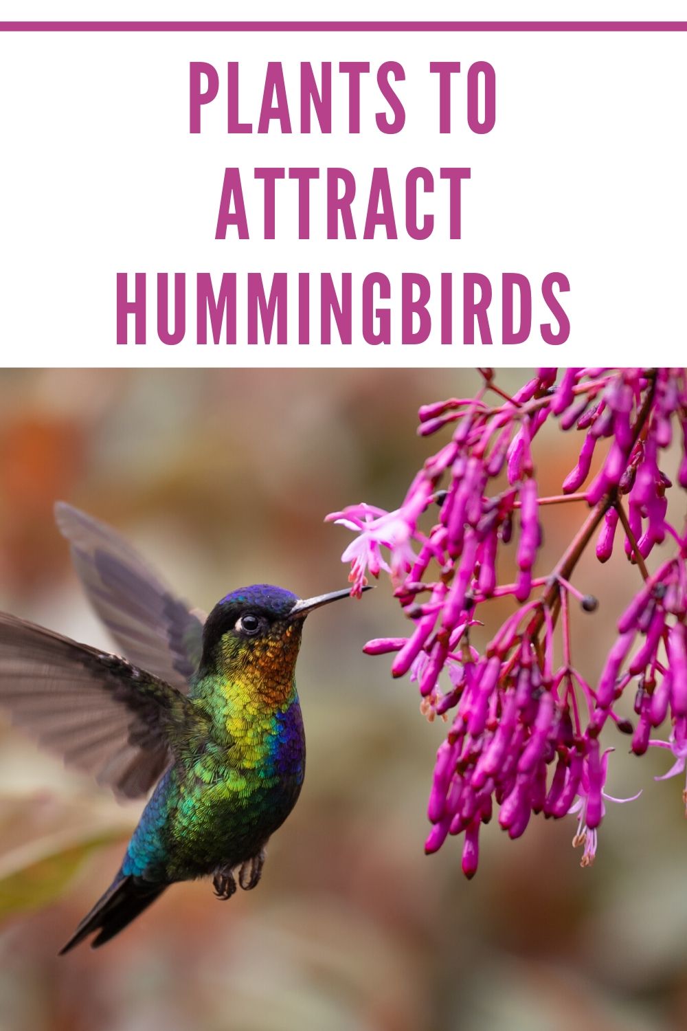 Plants To Attract Hummingbirds Outnumbered 3 To 1,What Is Corian Countertops