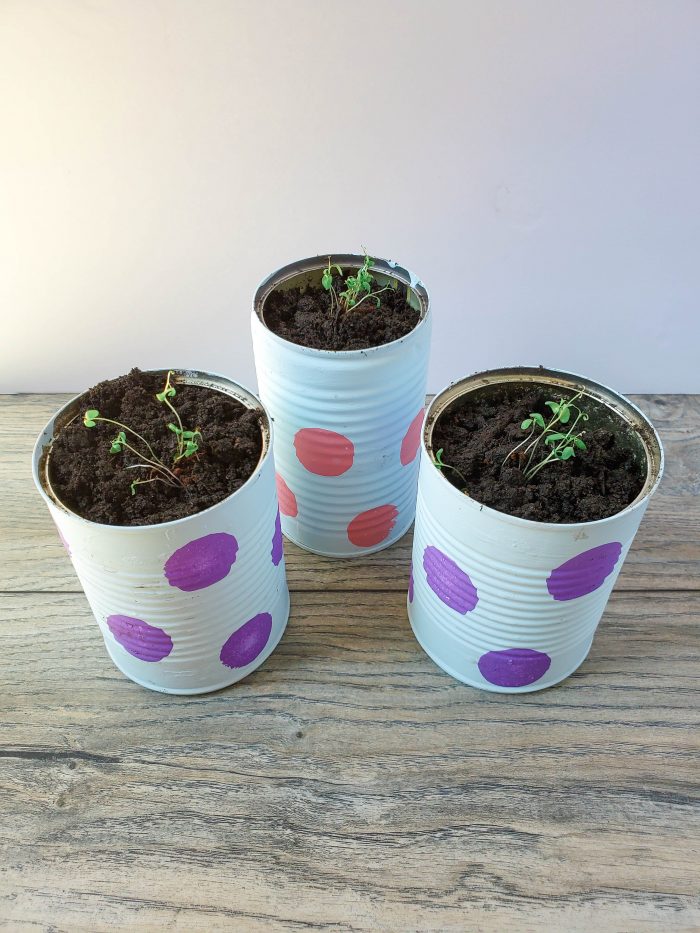 Polka-dot Upcycled Can Planters