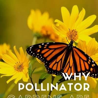 Why are Pollinator Gardens Important?