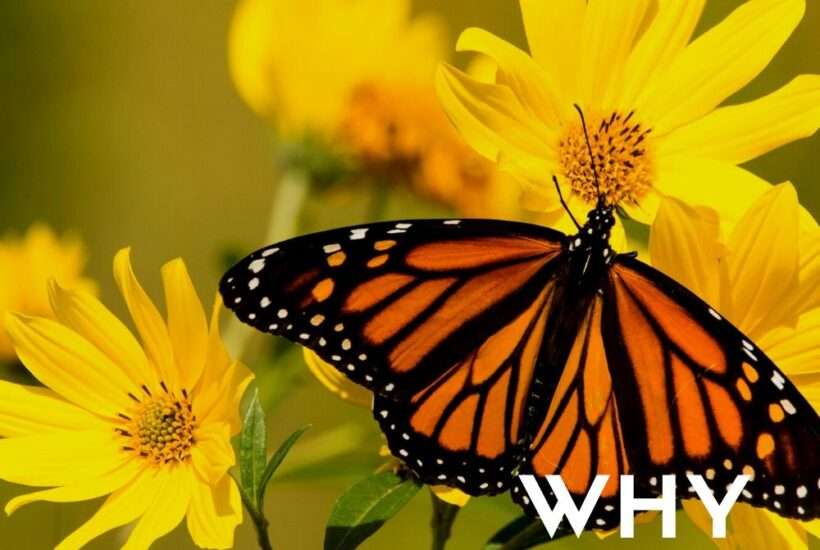 Why are Pollinator Gardens Important?