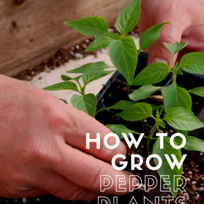Tips for Growing Peppers