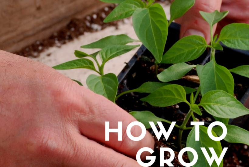 Tips for Growing Peppers