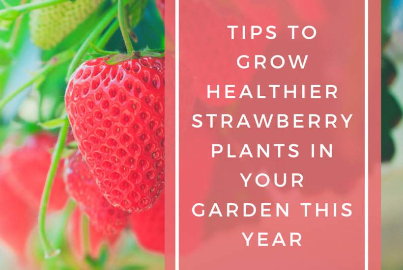 Tips to Grow Healthier Strawberries