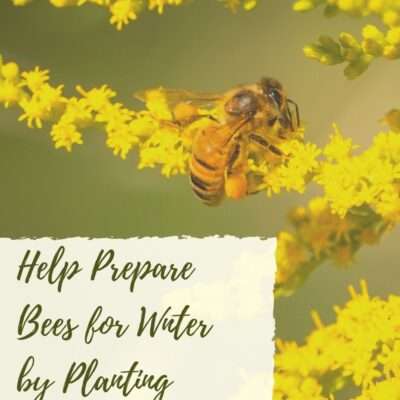 preparing bees for winter