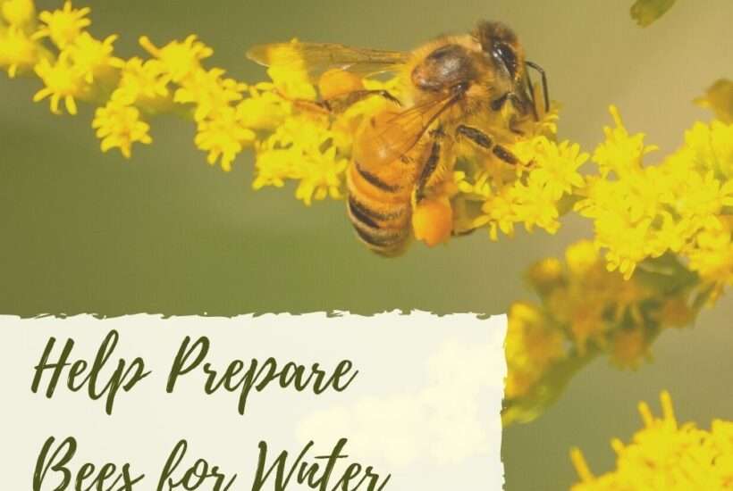 preparing bees for winter