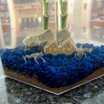Froggy’s Lair Introduces Kids To African Dwarf Frogs in a Biosphere!