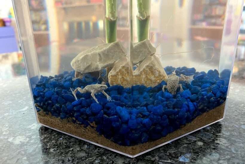 Froggy’s Lair Introduces Kids To African Dwarf Frogs in a Biosphere!