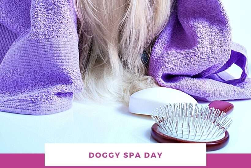 DIY Blueberry Facial for Dogs