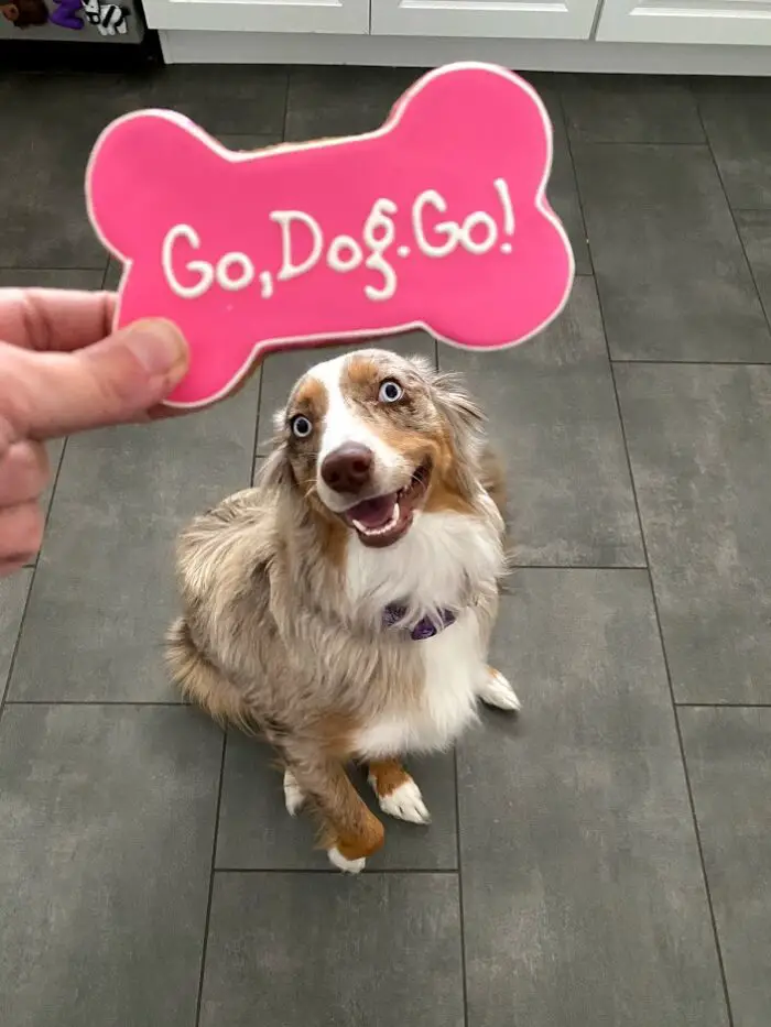 Go, Dog. Go! Now Streaming on Netflix