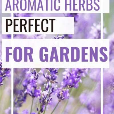 armomatic herbs