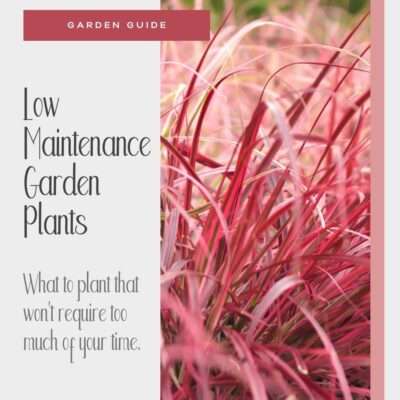 These low maintenance outdoor plants are easy keepers that look great!