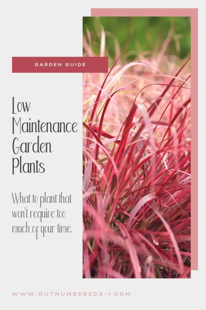 These low maintenance outdoor plants are easy keepers that look great!