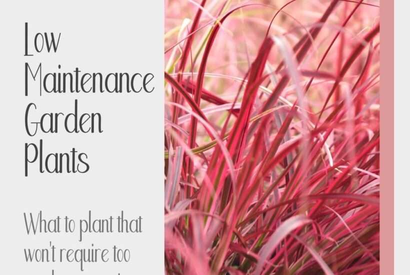 These low maintenance outdoor plants are easy keepers that look great!