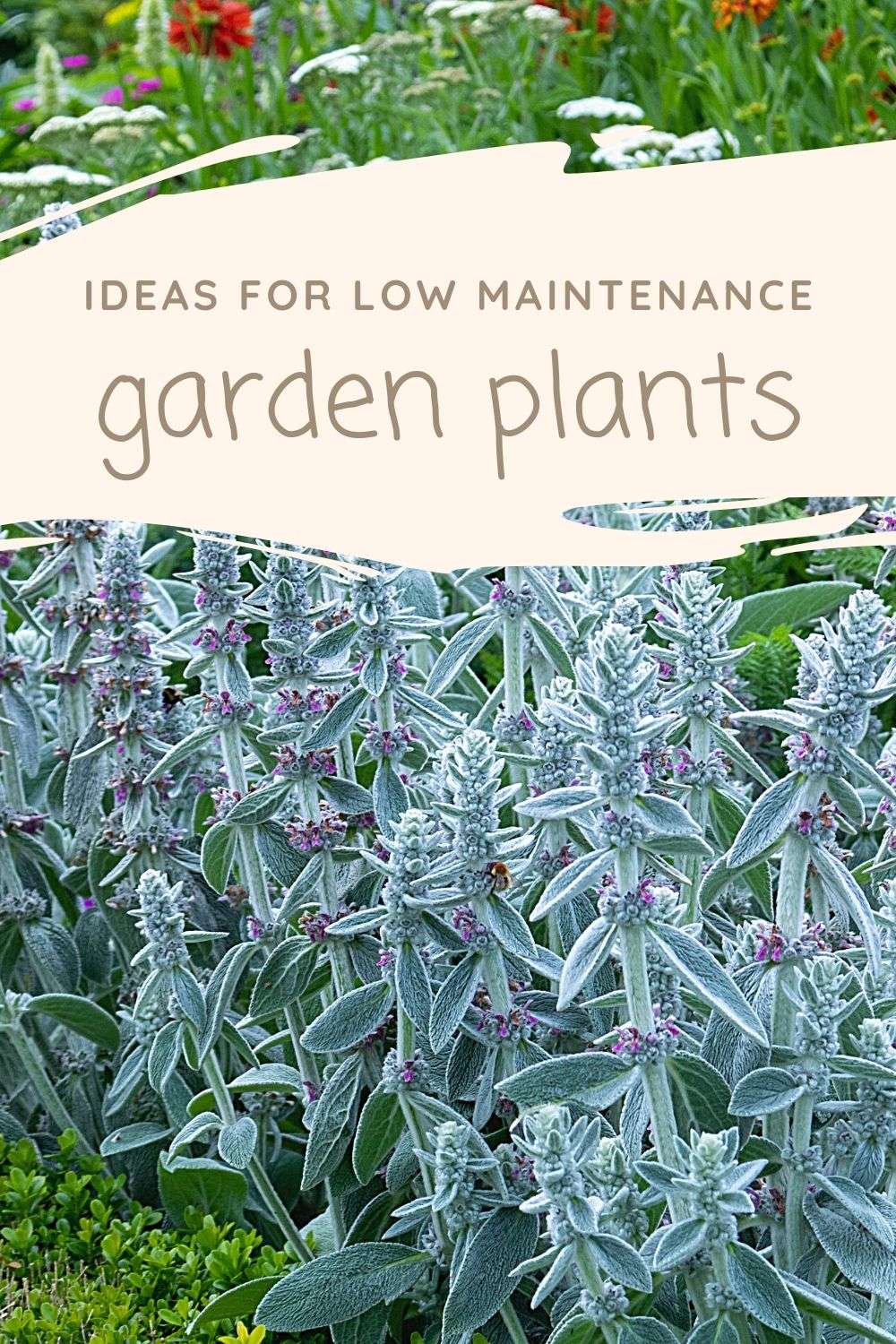 Low Maintenance Outdoor Plants - Outnumbered 3 to 1