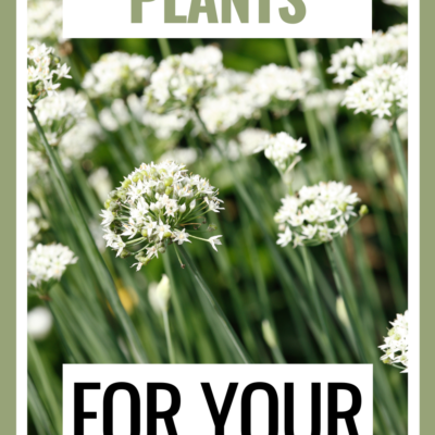 These edible landscaping plants will make a beautiful addition to your garden while still providing a harvest for the kitchen table.