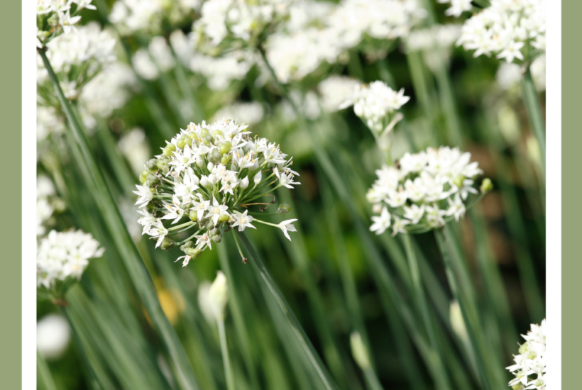 These edible landscaping plants will make a beautiful addition to your garden while still providing a harvest for the kitchen table.
