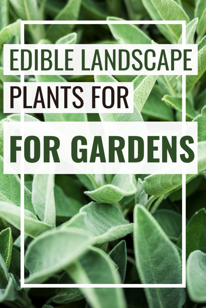 These edible landscaping plants will make a beautiful addition to your garden while still providing a harvest for the kitchen table.