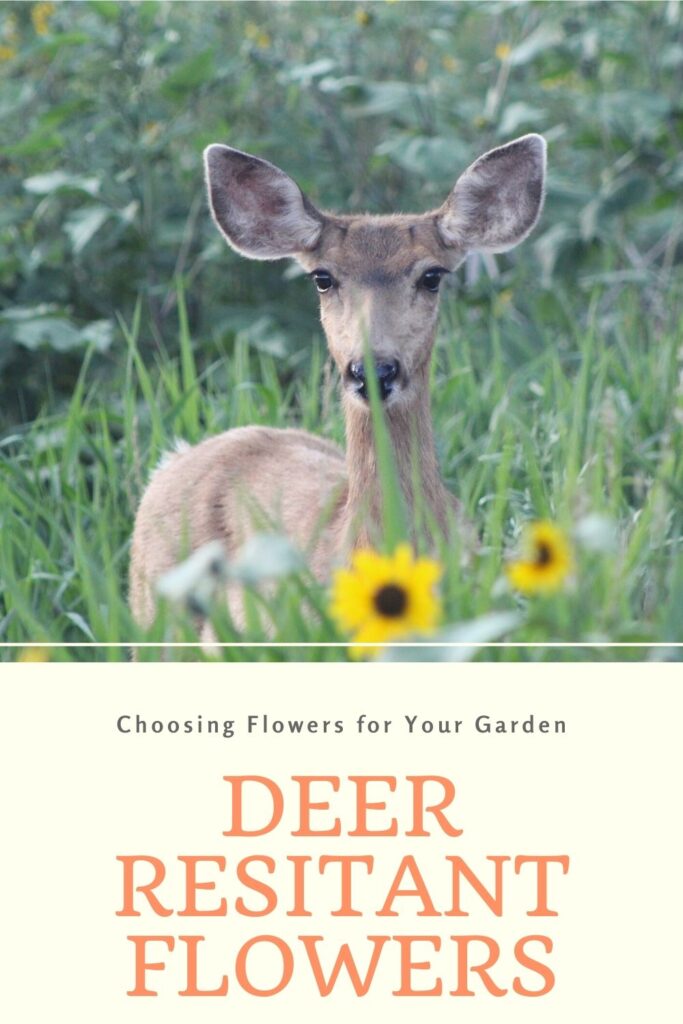 deer resistant flowers