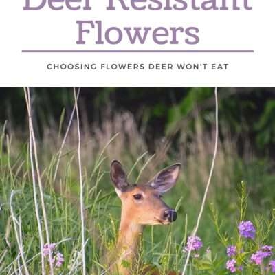 deer resistant flowers