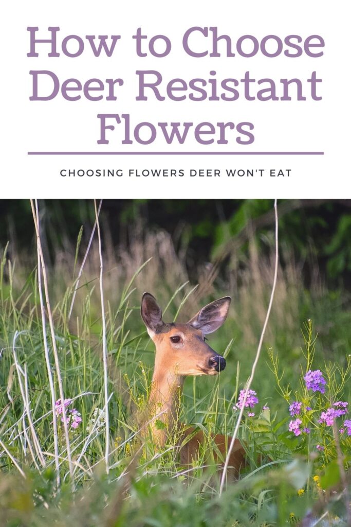 deer resistant flowers