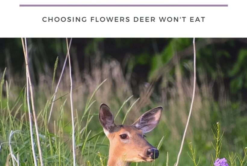 deer resistant flowers